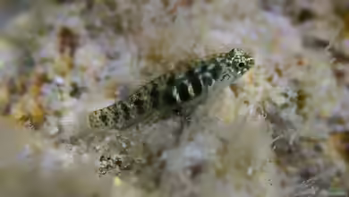 Eviota prasina im Aquarium halten
