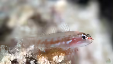 Eviota prasites im Aquarium halten