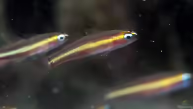 Eviota raja im Aquarium halten