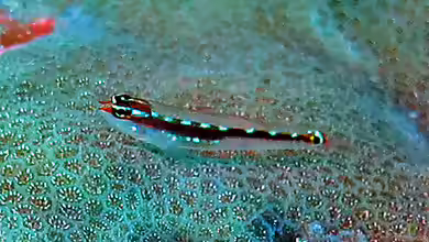 Eviota sebreei im Aquarium halten