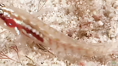 Eviota sigillata im Aquarium halten