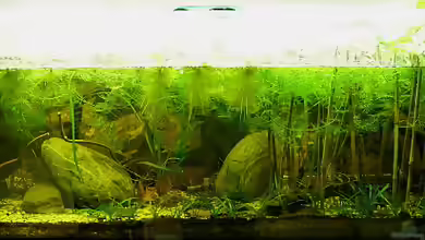 Exclusiv für Eb von Aquascape-guru - Der Hintergrundbericht für das ´Natur Dreams Ogowe´