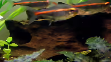 Exclusiv für EB von Aquascape-Guru- Das Wabenholz - Ein Allrounder im Aquarium