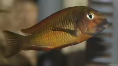 Exclusiv für EB von Aquascape-Guru- Hintergrundinformationen zu ???Tropheus-Dreams???