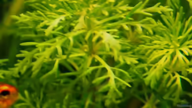 Exclusiv für EB von Aquascape-Guru- Pflanzentipp Limnophila sessiliflora