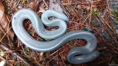 Exiliboa placata im Terrarium halten