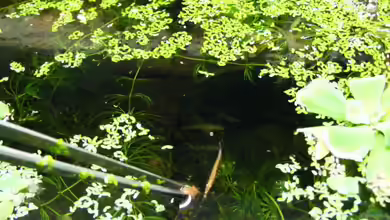 Exlusiv von Aquascape-guru für EB- Fische richtig füttern - die Nahrungsaufnahme im Aquarium