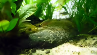 Exlusiv von Aquascape-guru für EB-Hintergrundinformationen zu ´Nature-Dreams´