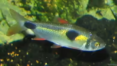 Exodon paradoxus im Aquarium halten