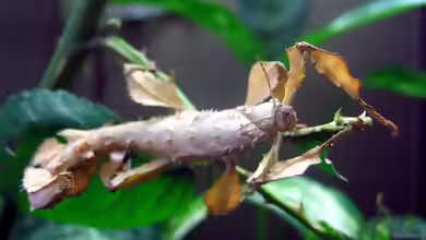 Extatosoma tiaratum im Terrarium halten