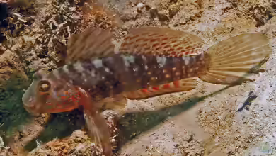 Exyrias belissimus im Aquarium halten