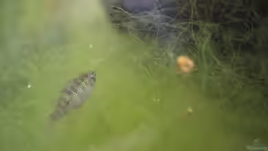 Fadenalgen im Aquarium und Gartenteich: Ursachen, Probleme und Lösungen