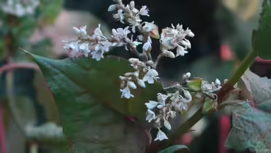 Fagopyrum cymosum im Garten pflanzen