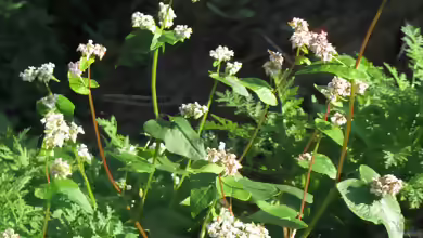 Fagopyrum esculentum im Garten pflanzen