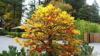 Fagus sylvatica im Garten pflanzen