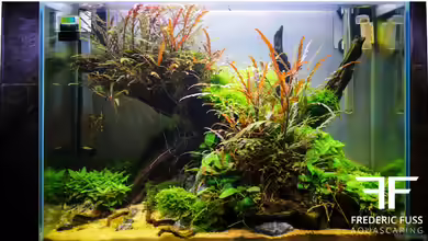 Falke von Fredo Fuss