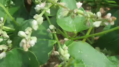Fallopia convolvulus im Garten pflanzen