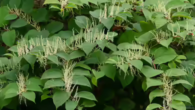 Fallopia japonica im Garten pflanzen