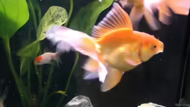 Fantail im Gartenteich oder Aquarium