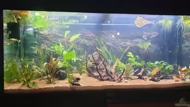 Fantasie Becken 37292 von Manuela&Mike