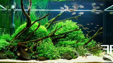 Far East von Fredo Fuss