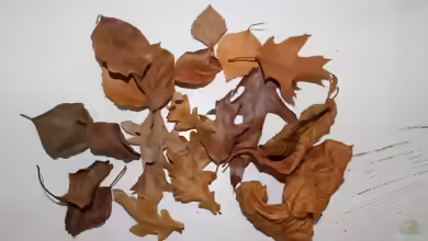 farbenfrohe Herbstzeit