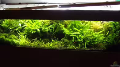 FarnFarm von killifreak