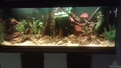 Fast ein Südamerikaner ) Nur noch als Beispiel von Kai Heermann