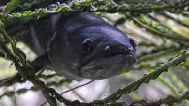 Faszination Raubfisch: Aquarianer mit besonderen Tieren