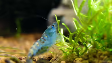 Faszinierende Blue Pearl