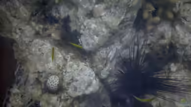 Favia fragum im Aquarium halten