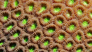 Favites abdita im Aquarium halten