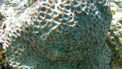 Favites chinensis im Aquarium halten