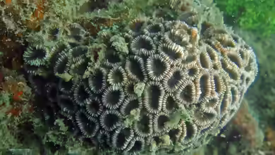 Favites complanata im Aquarium halten