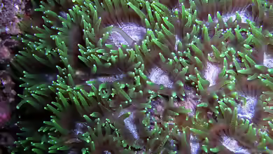Favites flexuosa im Aquarium halten