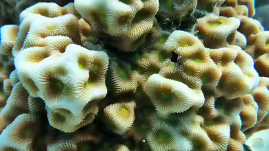 Favites halicora im Aquarium halten