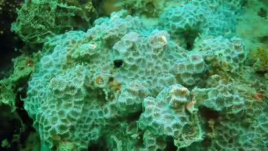 Favites pentagona im Aquarium halten