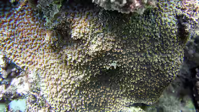 Favites russelli im Aquarium halten