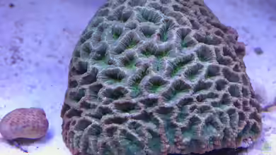 Favites spinosa im Aquarium halten