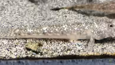 Favonigobius gymnauchen im Aquarium halten