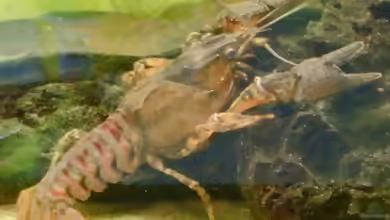 Faxonius limosus im Aquarium halten