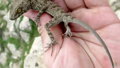 Fedtschenkos Nacktfingergecko: Tenuidactylus fedtschenkoi im Terrarium halten