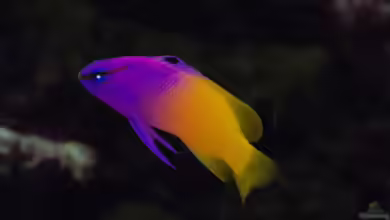 Feenbarsche - Farbenprächtige Juwelen für das Meerwasseraquarium