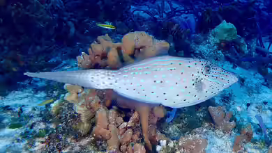 Feilenfische - Faszinierende Bewohner für Meerwasseraquarien