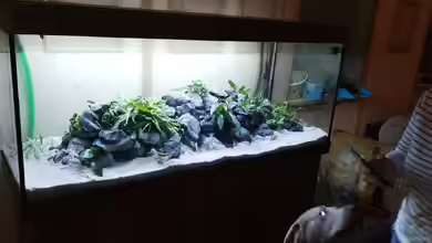 Felsenklinge von Der viehfahrer