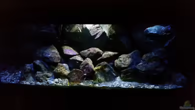 Fernsehersatz von Adriano Scholtes