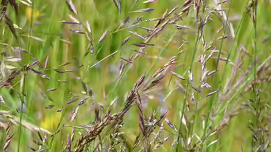Festuca rubra im Garten pflanzen