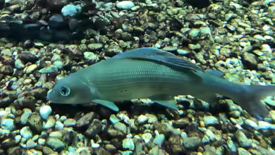 Feuchtgebiete im Alpenzoo Innsbruck Teil 1/2