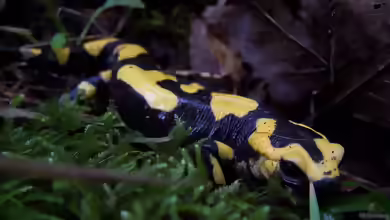 Feuersalamander im Terrarium halten