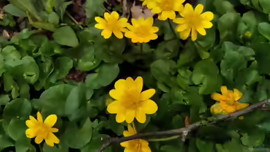 Ficaria verna im Garten pflanzen